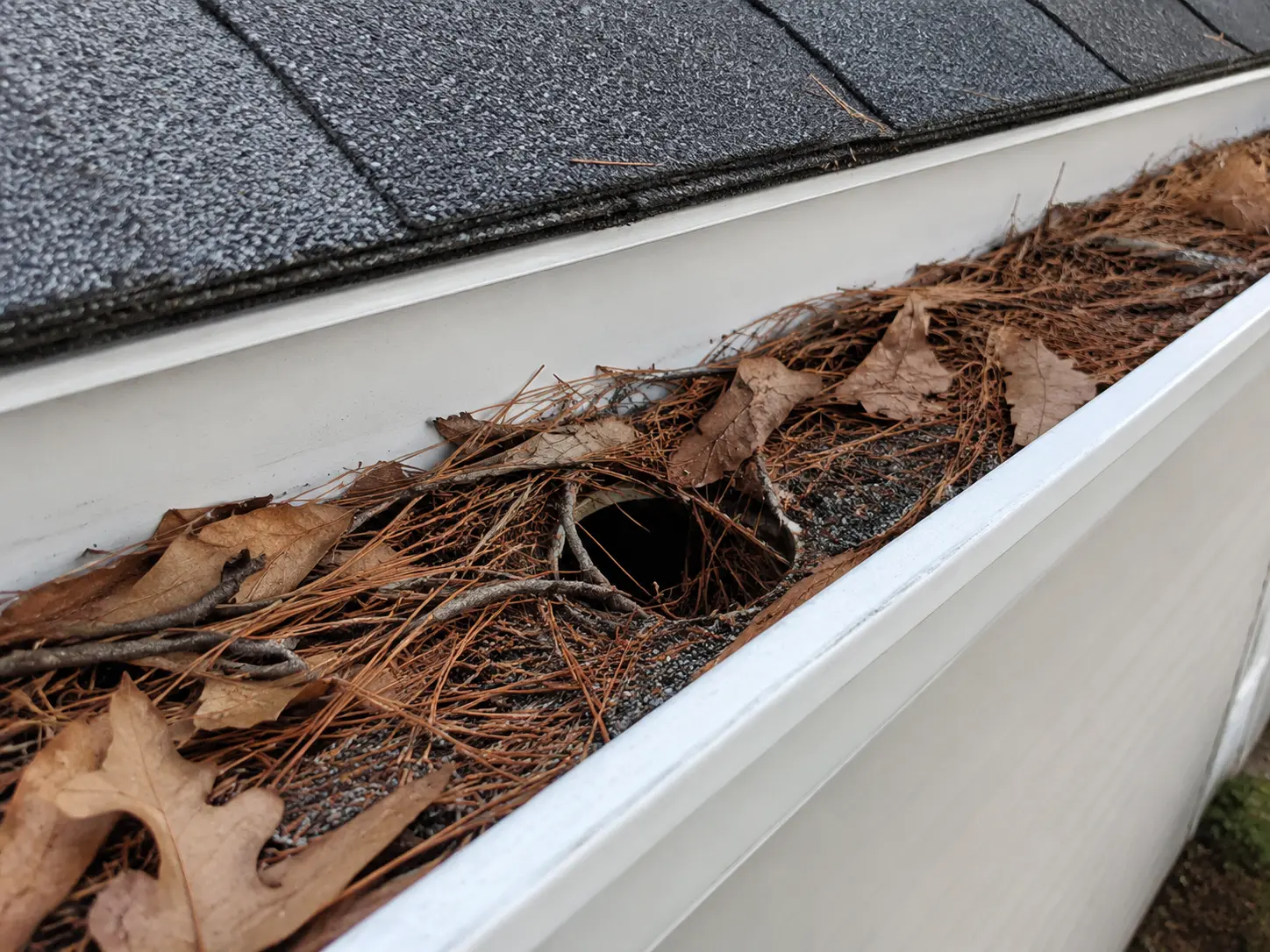 Clogged Gutter Debris Durham NC White K-style gutter clogged with oak leaves pine needles twigs and roof debris before cleaning in Durham NC
